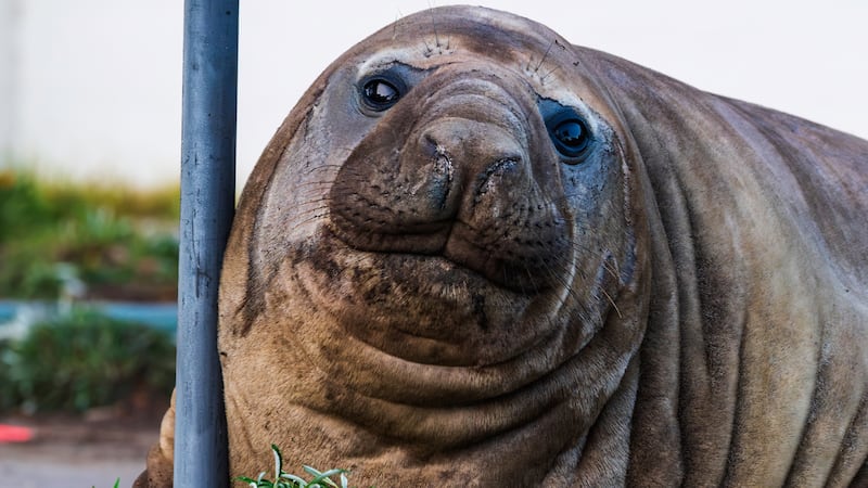 In this photo provided by Sam Volker Photography, Neil the Seal, a 1,000 kg (2,200 pound)...