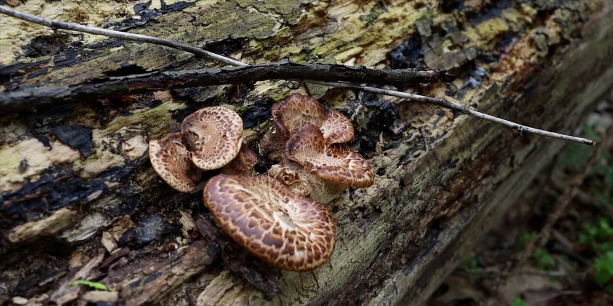 Gu Poison West Virginia Poison Center experts warn of the dangers of wild mushrooms