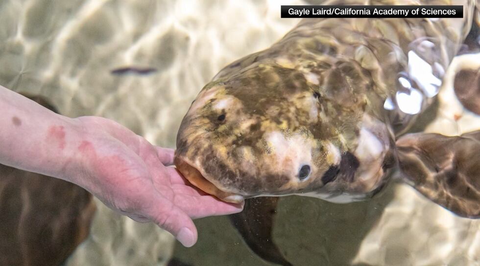 An Australian lungfish named Methuselah arrived at Steinhart Aquarium in San Francisco in...