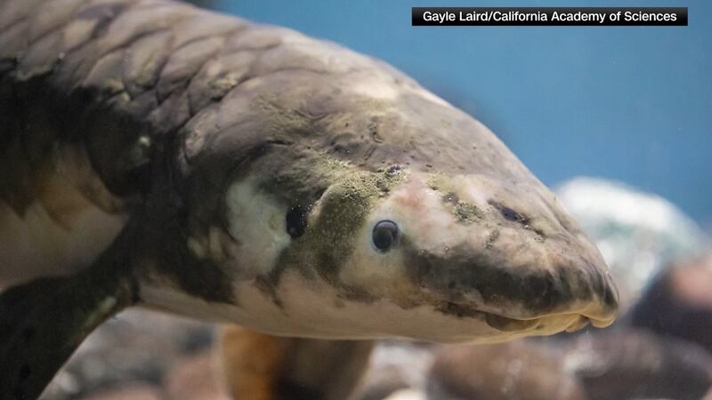 Methuselah has outlived more than 230 other fish during her time at the aquarium.
